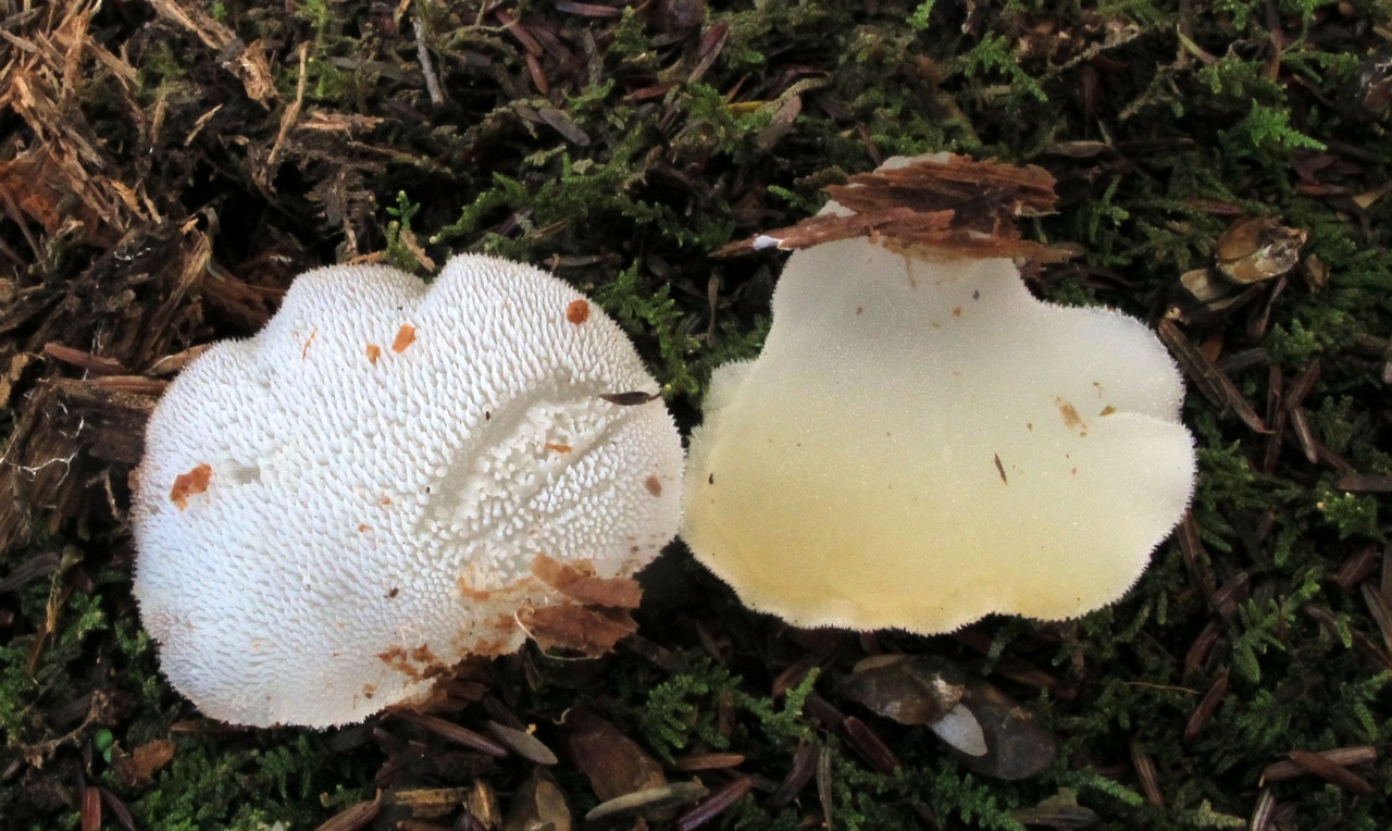 Observation mo-260833, Pseudohydnum gelatinosum