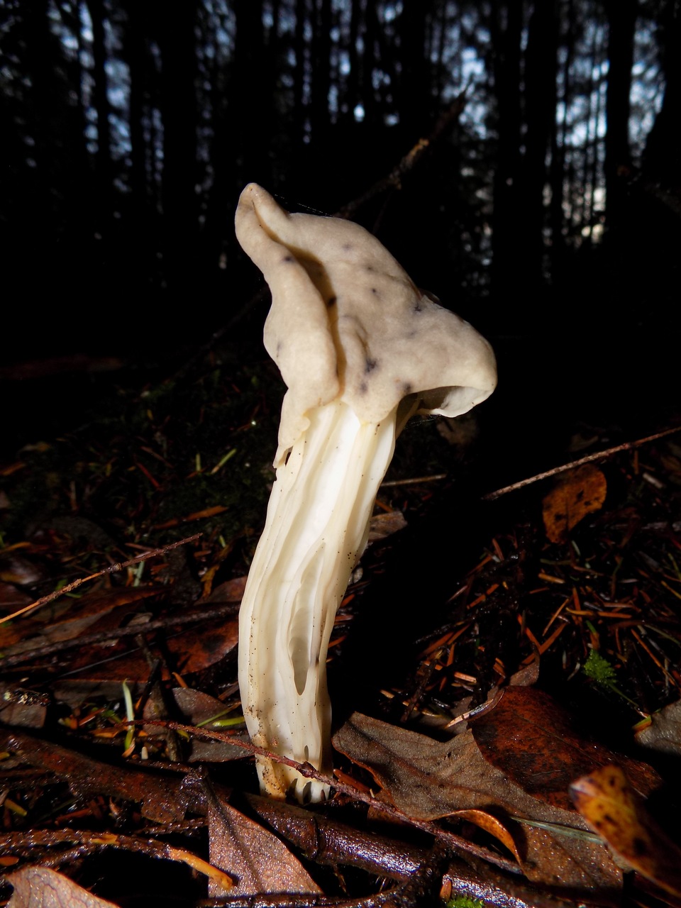 Observation mo-262325, Helvella maculata