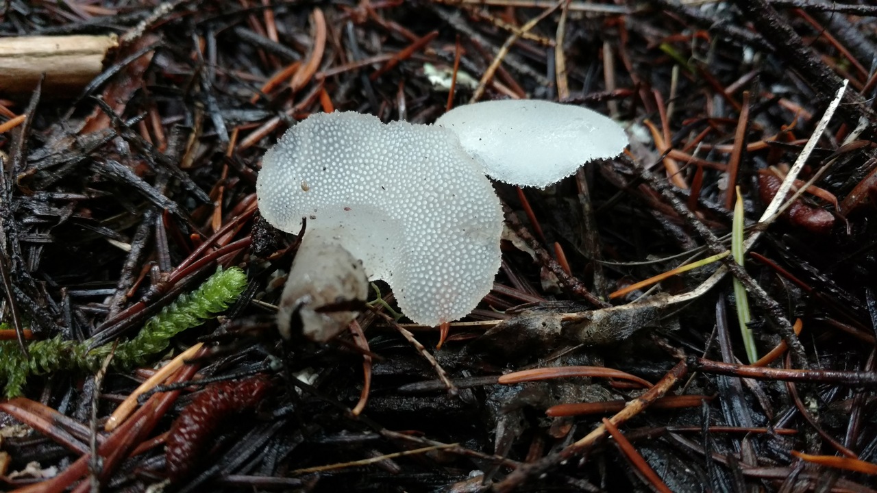 Observation mo-262340, Pseudohydnum gelatinosum