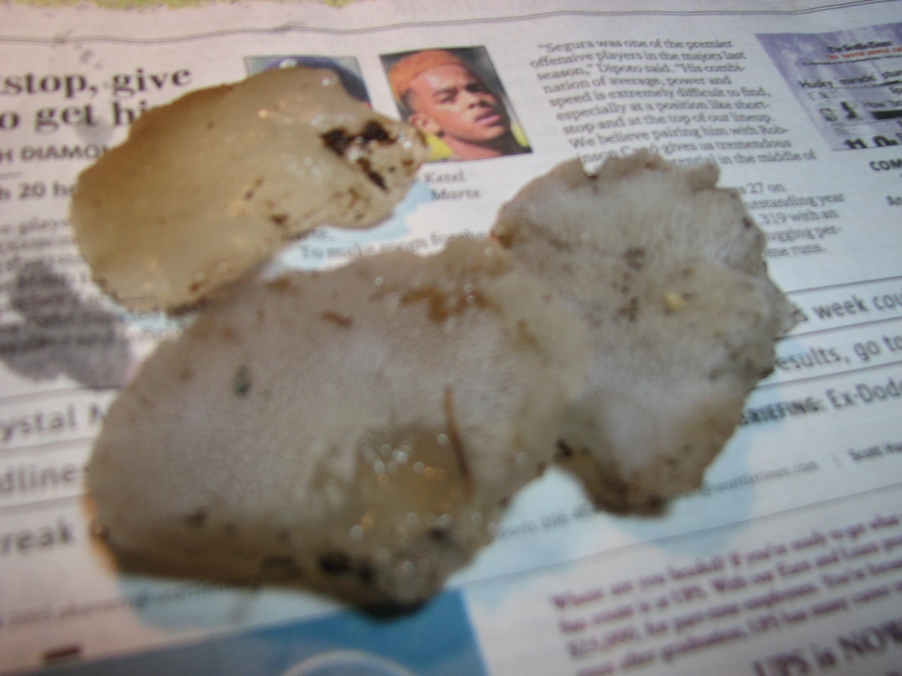 Observation mo-262413, Pseudohydnum gelatinosum
