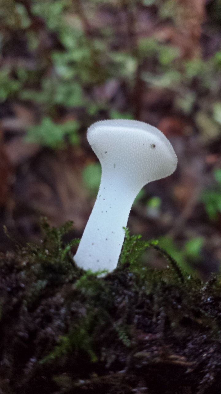 Observation mo-262728, Pseudohydnum gelatinosum