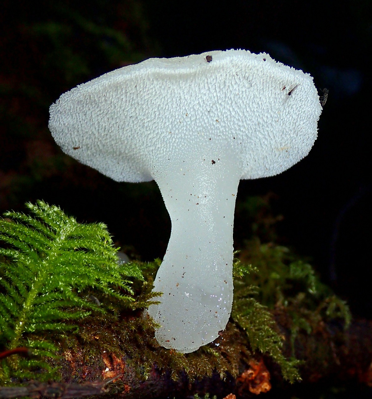Observation mo-263102, Pseudohydnum gelatinosum