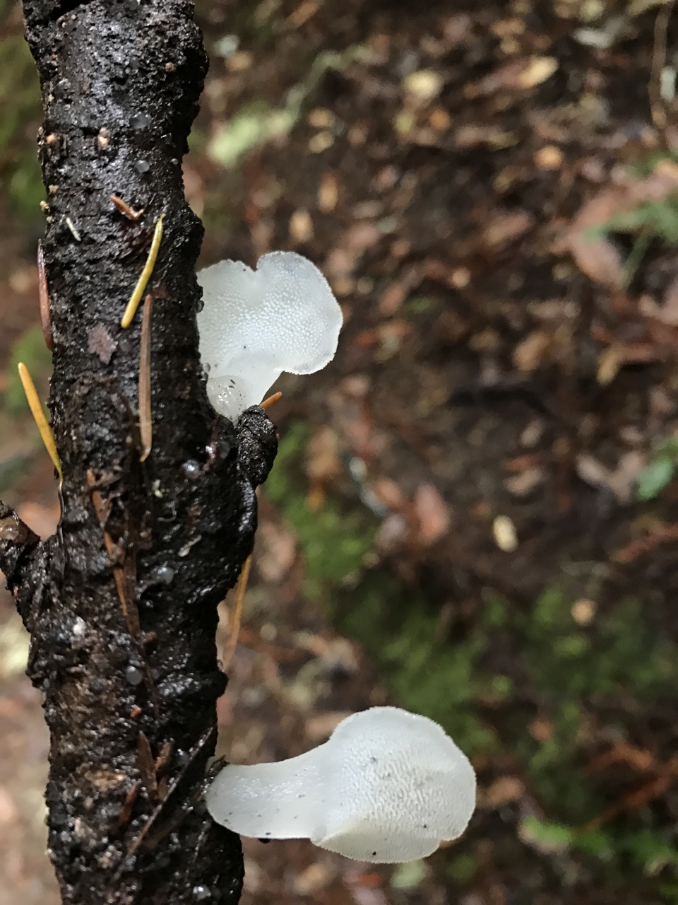 Observation mo-263985, Pseudohydnum gelatinosum
