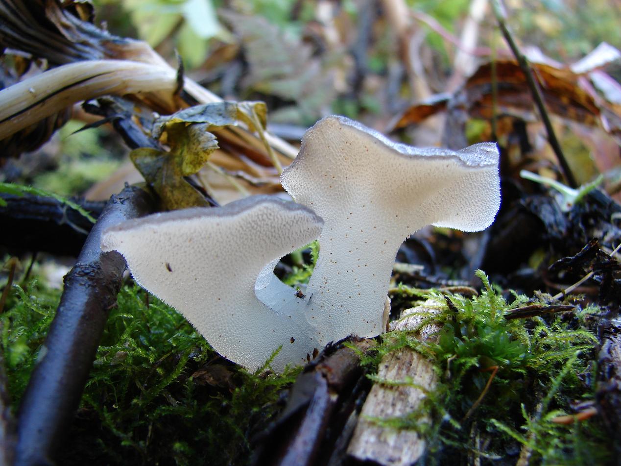 Observation mo-26409, Pseudohydnum gelatinosum