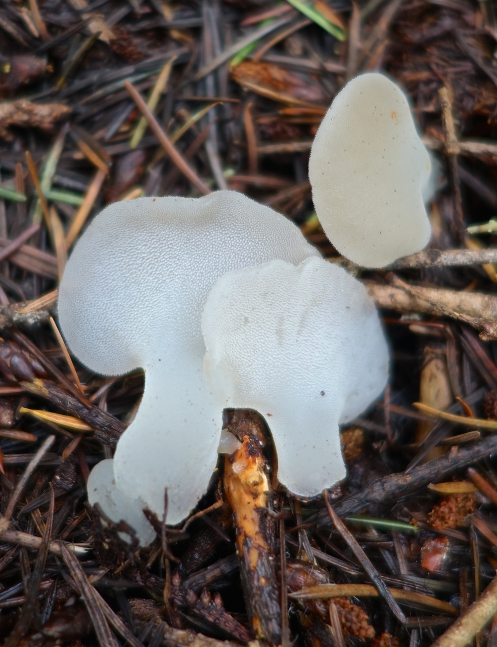 Observation mo-264292, Pseudohydnum gelatinosum