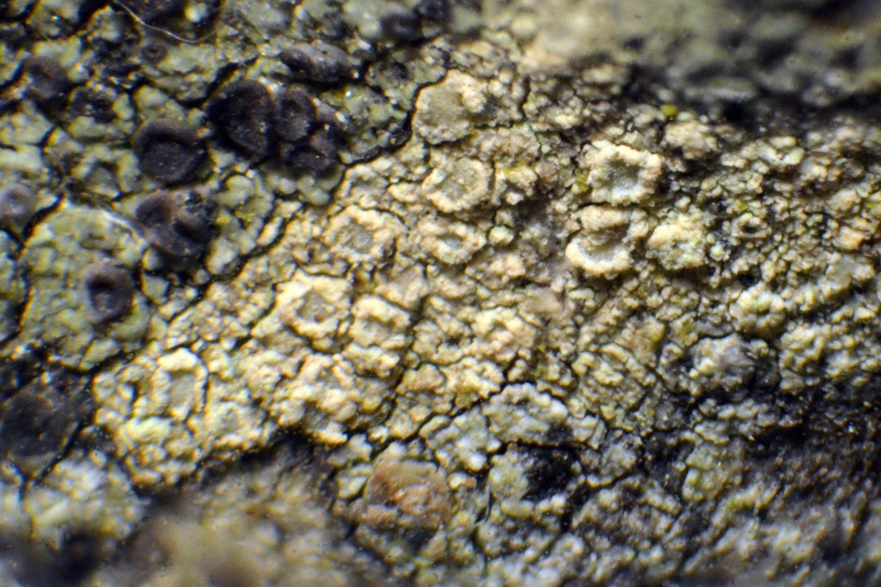 Observation mo-264309, Lecanora substrobilina