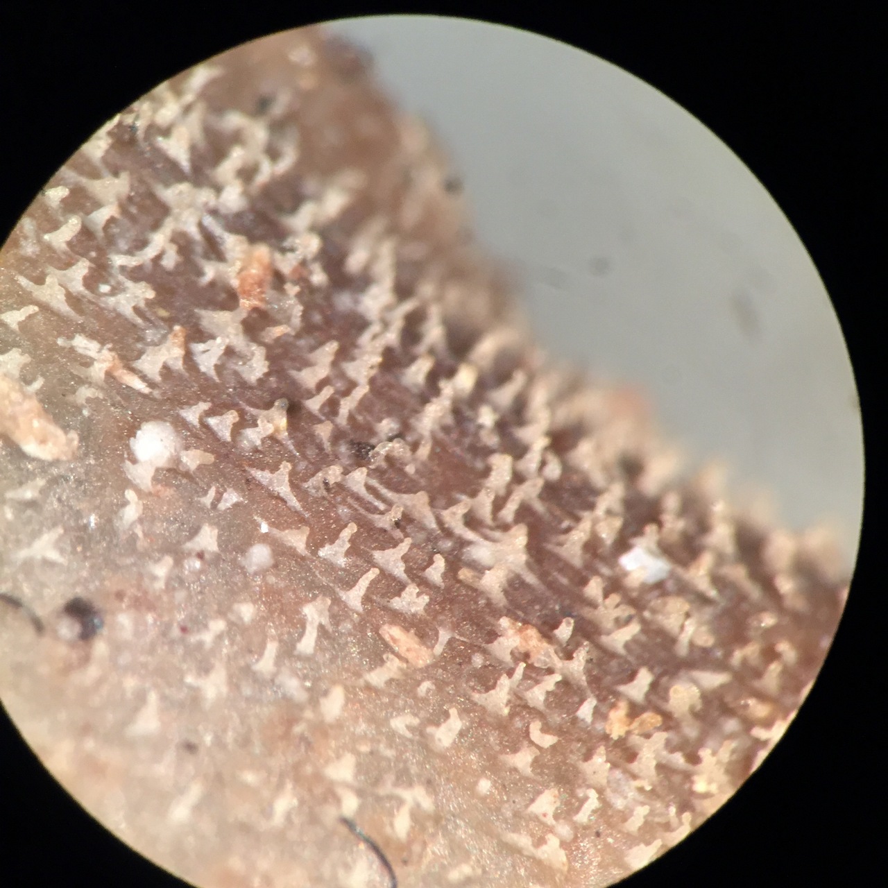 Observation mo-265039, Pseudohydnum gelatinosum