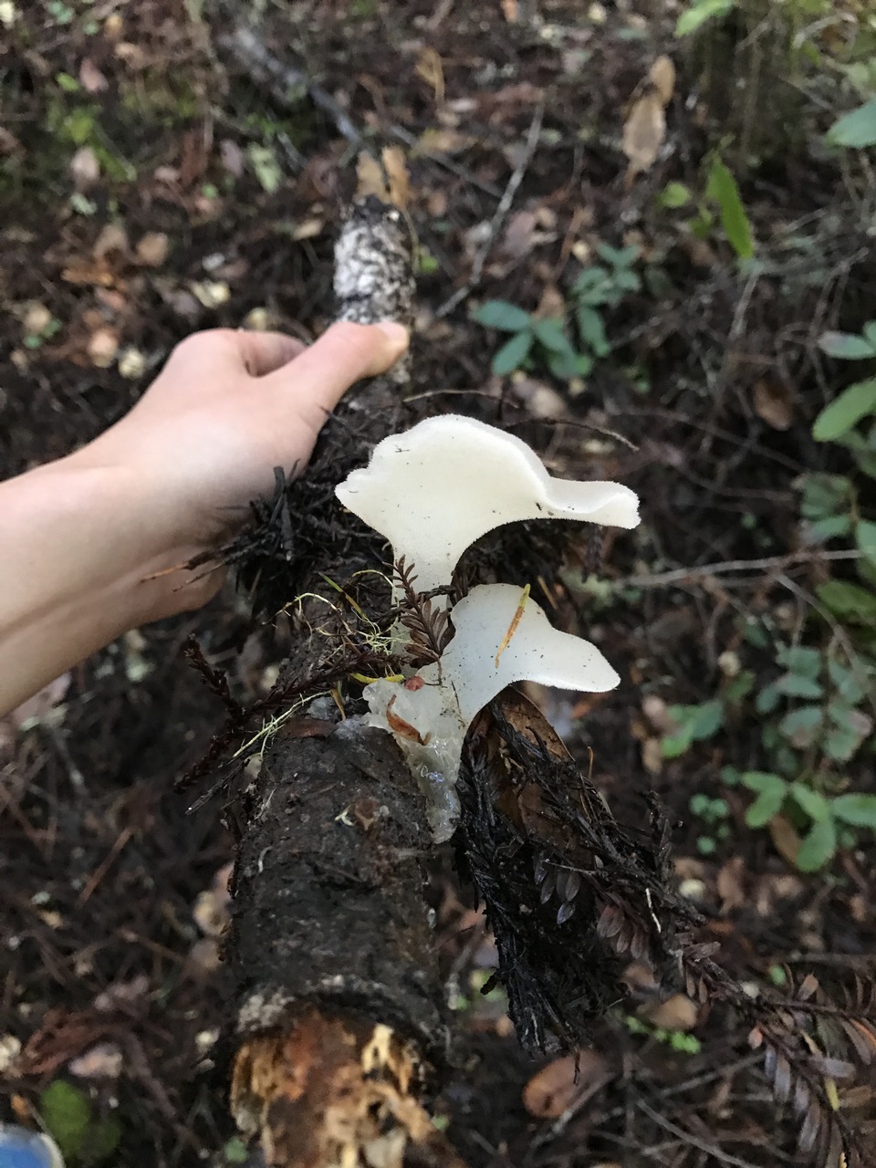 Observation mo-265287, Pseudohydnum gelatinosum