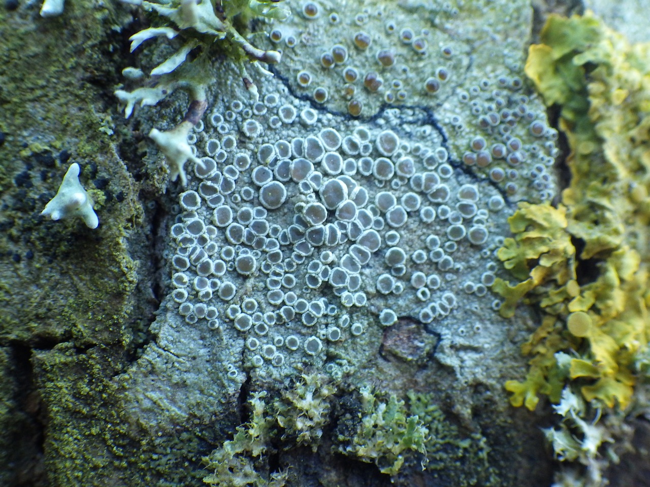 Observation mo-265905, Lecanora albescens