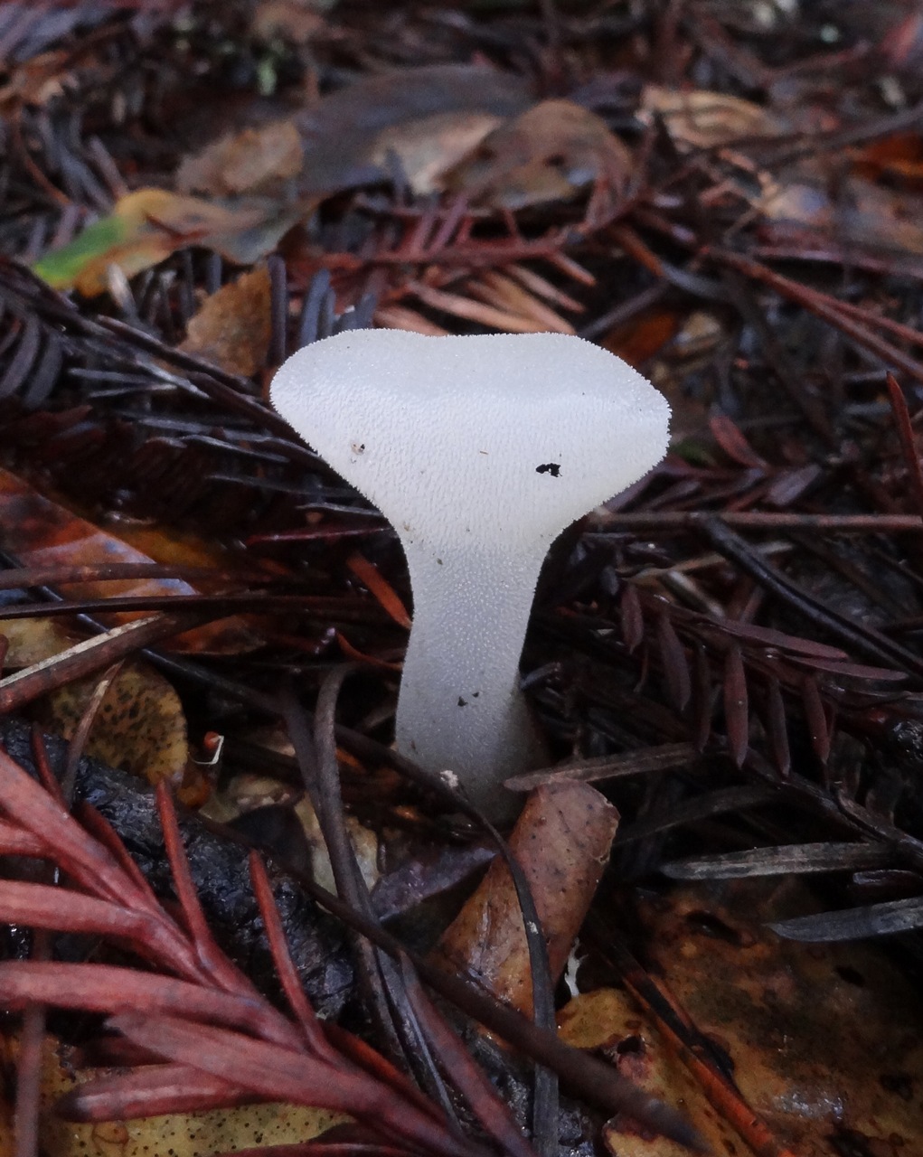 Observation mo-267163, Pseudohydnum gelatinosum