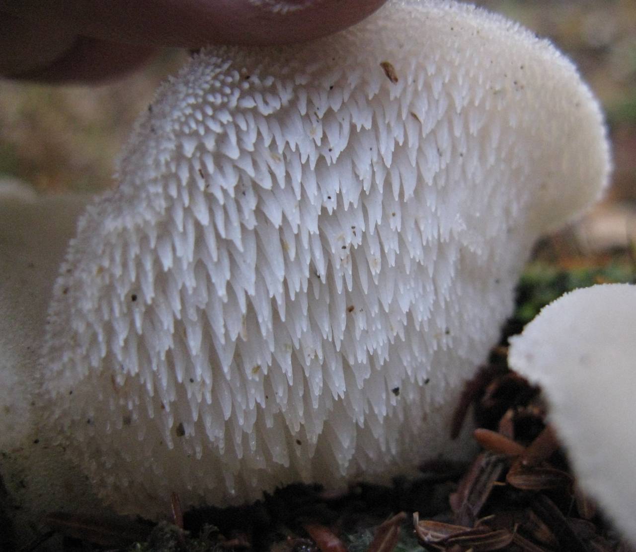 Observation mo-26840, Pseudohydnum gelatinosum
