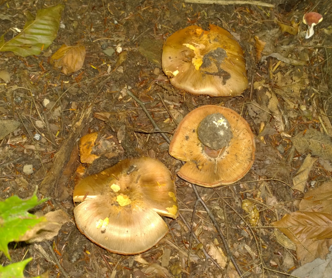 Observation mo-268997, Cortinarius caesiocortinatus
