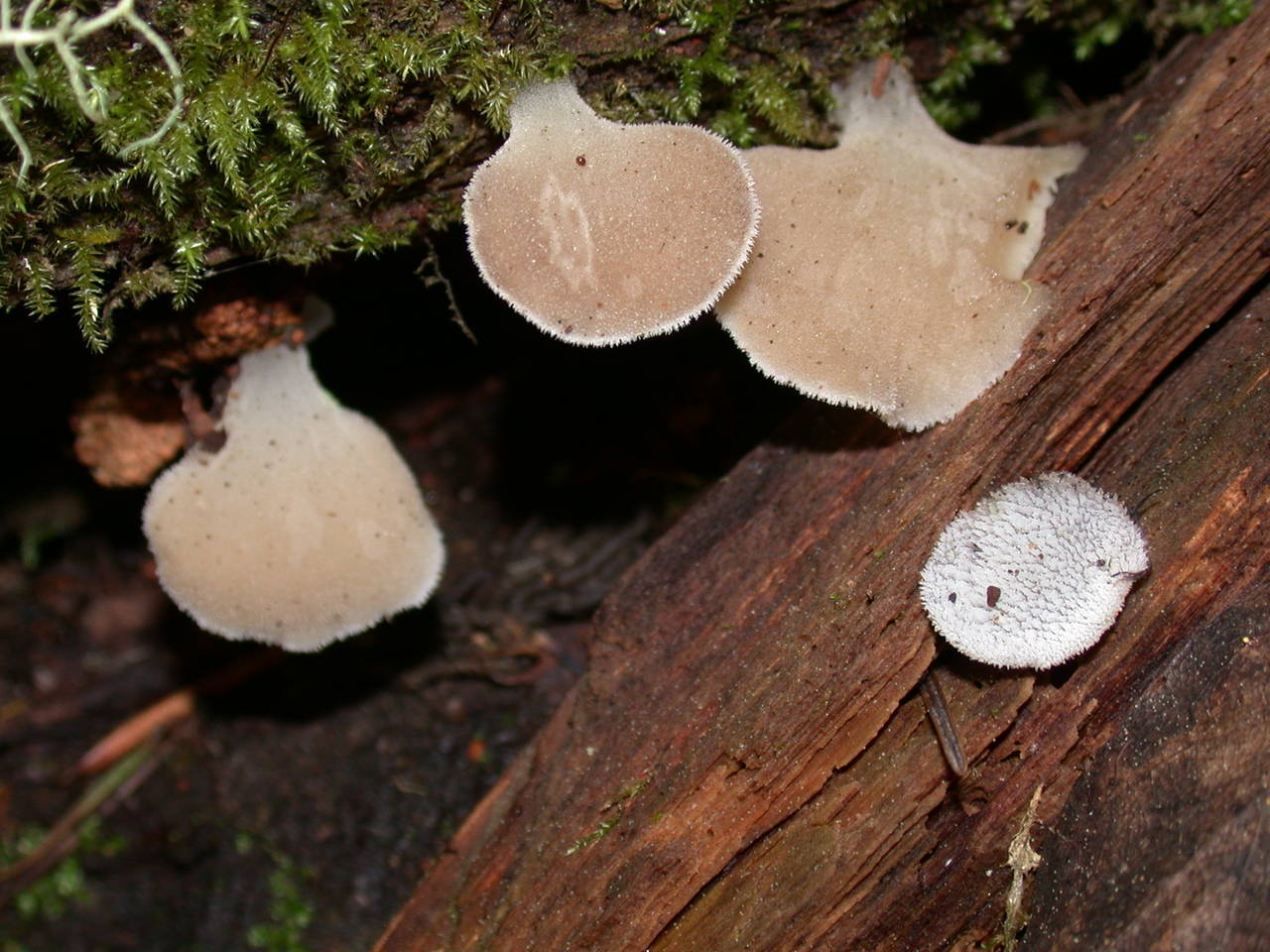 Observation mo-2696, Pseudohydnum gelatinosum