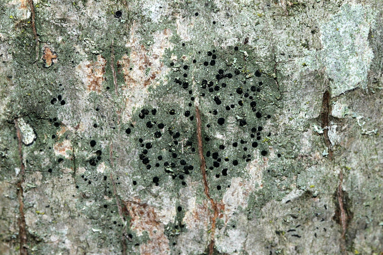Observation mo-270007, Lecania naegelii
