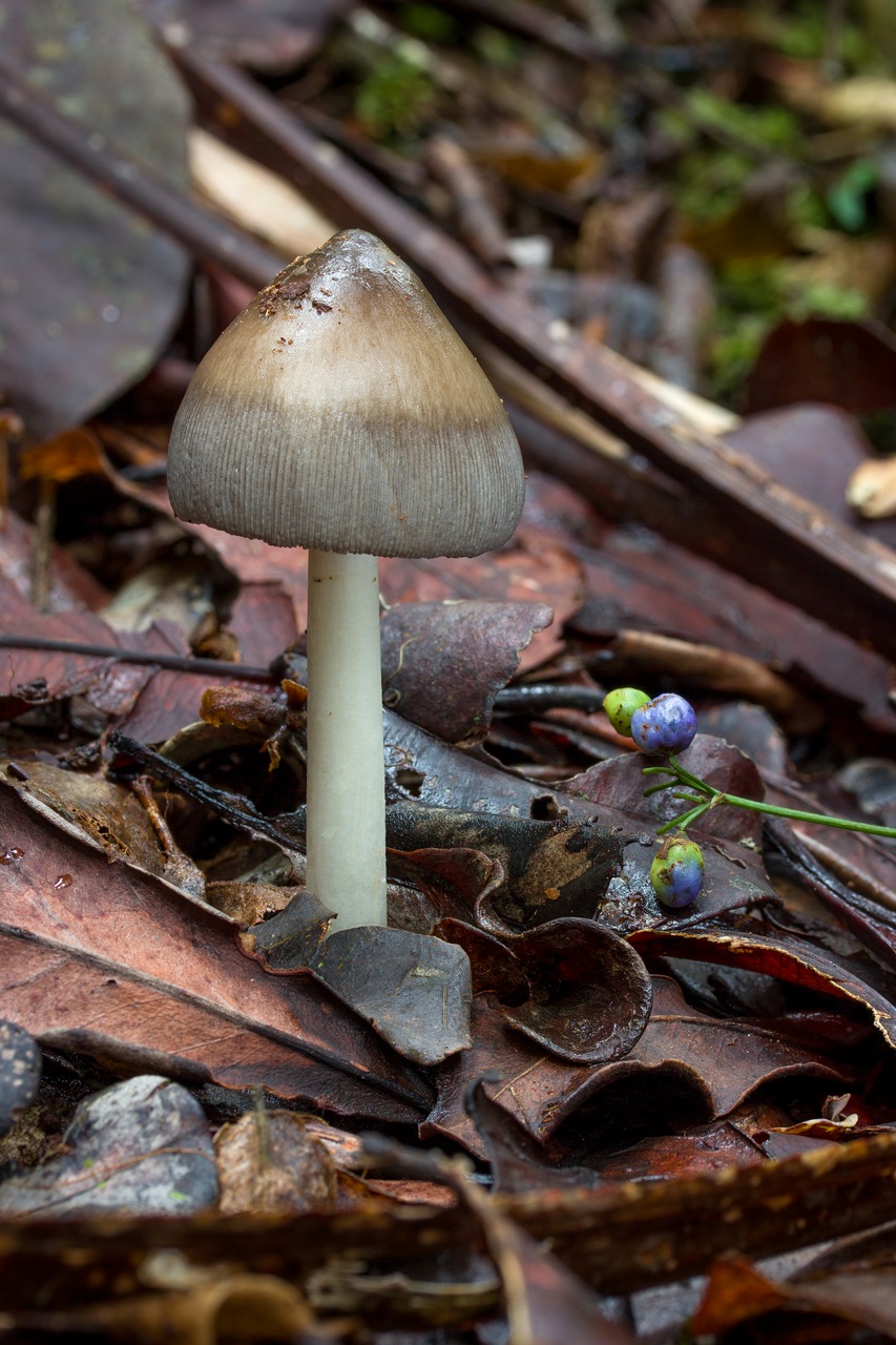 Observation mo-270779, Amanita sp. 'Madagasc01'