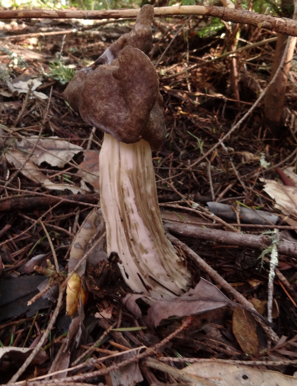 Observation mo-270885, Helvella maculata