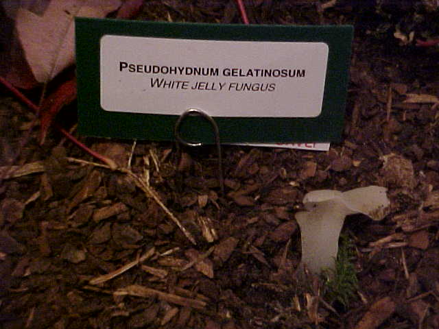 Observation mo-27140, Pseudohydnum gelatinosum