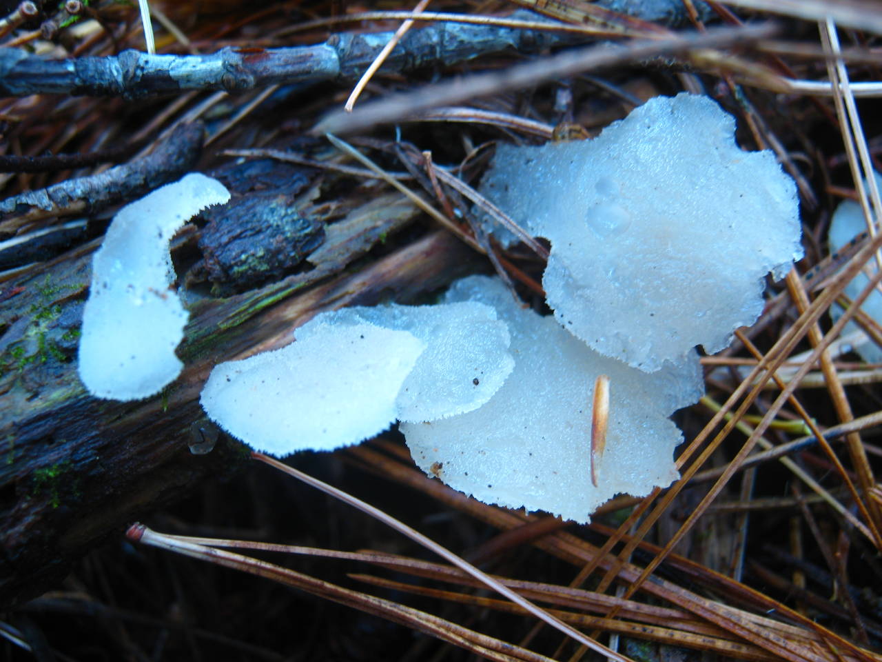 Observation mo-27275, Pseudohydnum gelatinosum