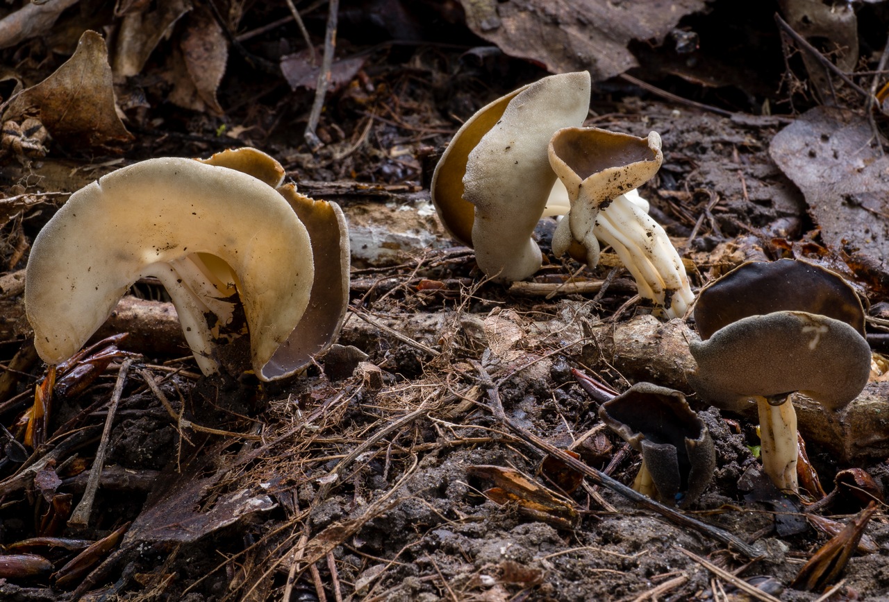 Observation mo-274925, Helvella maculata
