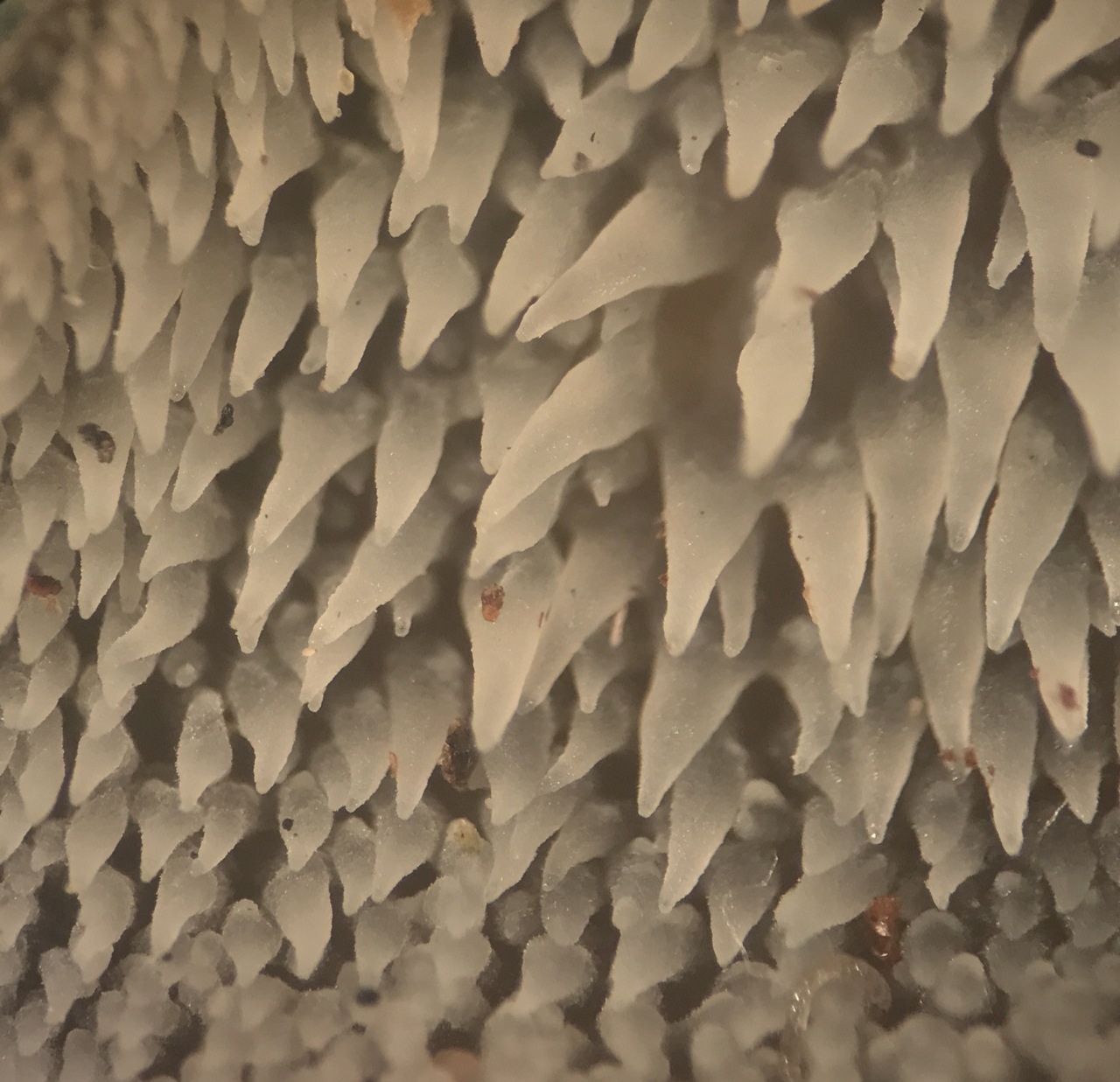 Observation mo-282621, Pseudohydnum gelatinosum