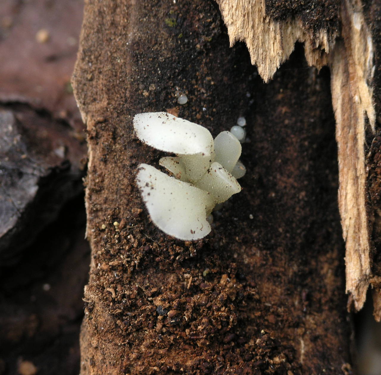 Observation mo-28263, Pseudohydnum gelatinosum