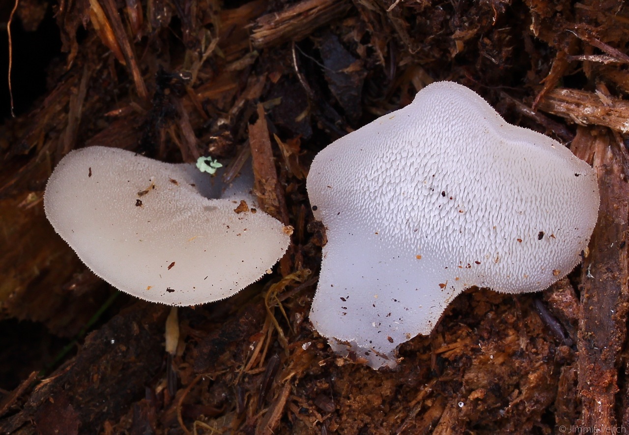 Observation mo-285229, Pseudohydnum gelatinosum