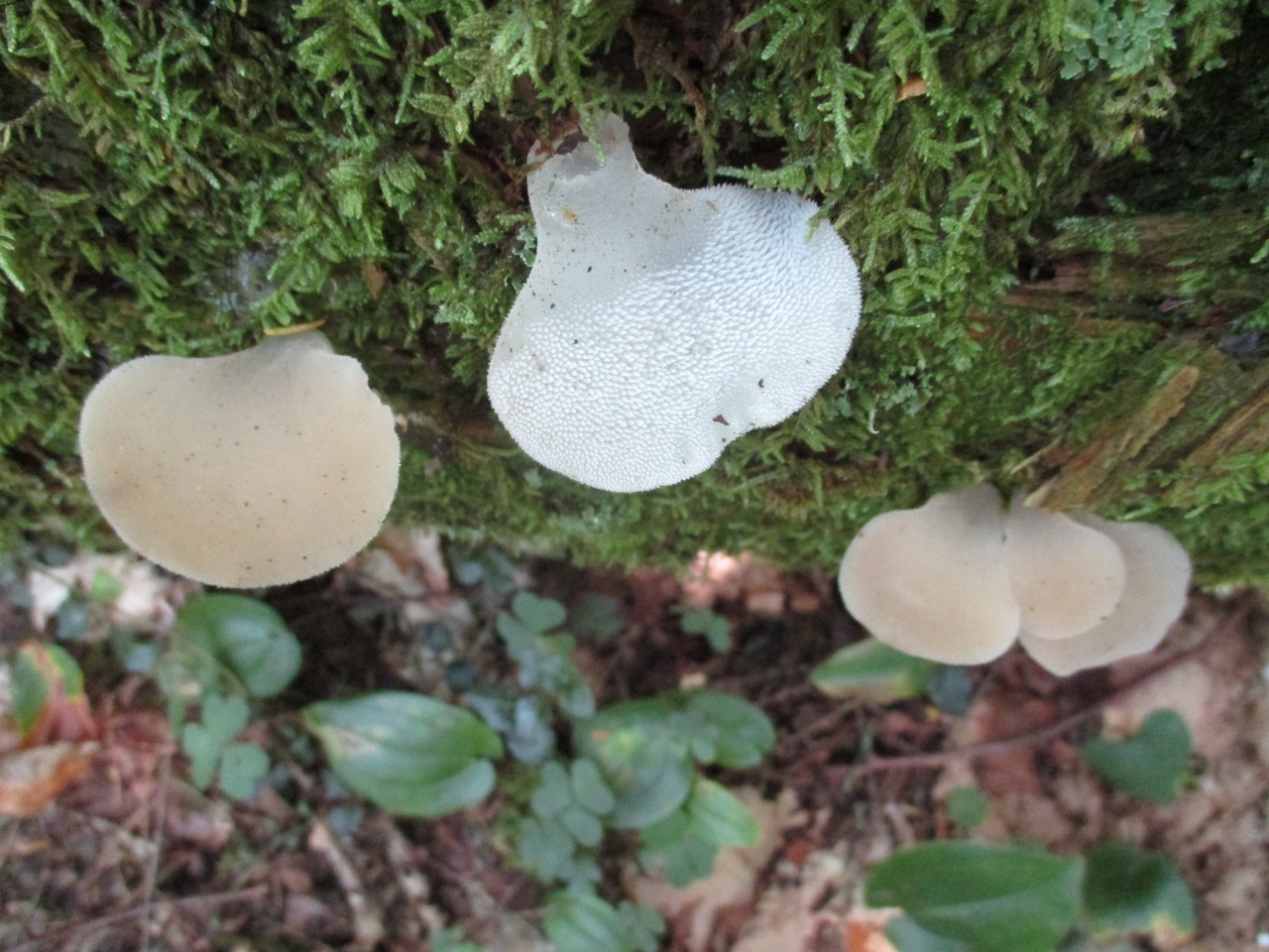 Observation mo-286934, Pseudohydnum gelatinosum