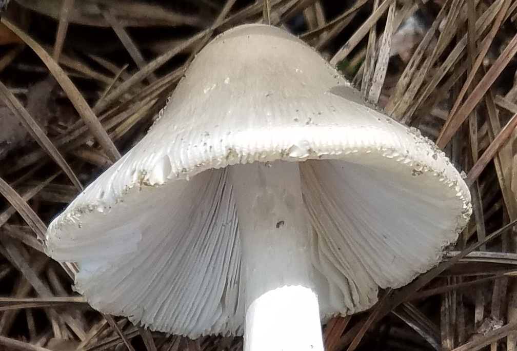 Observation mo-287275, Amanita sp. 'F17'
