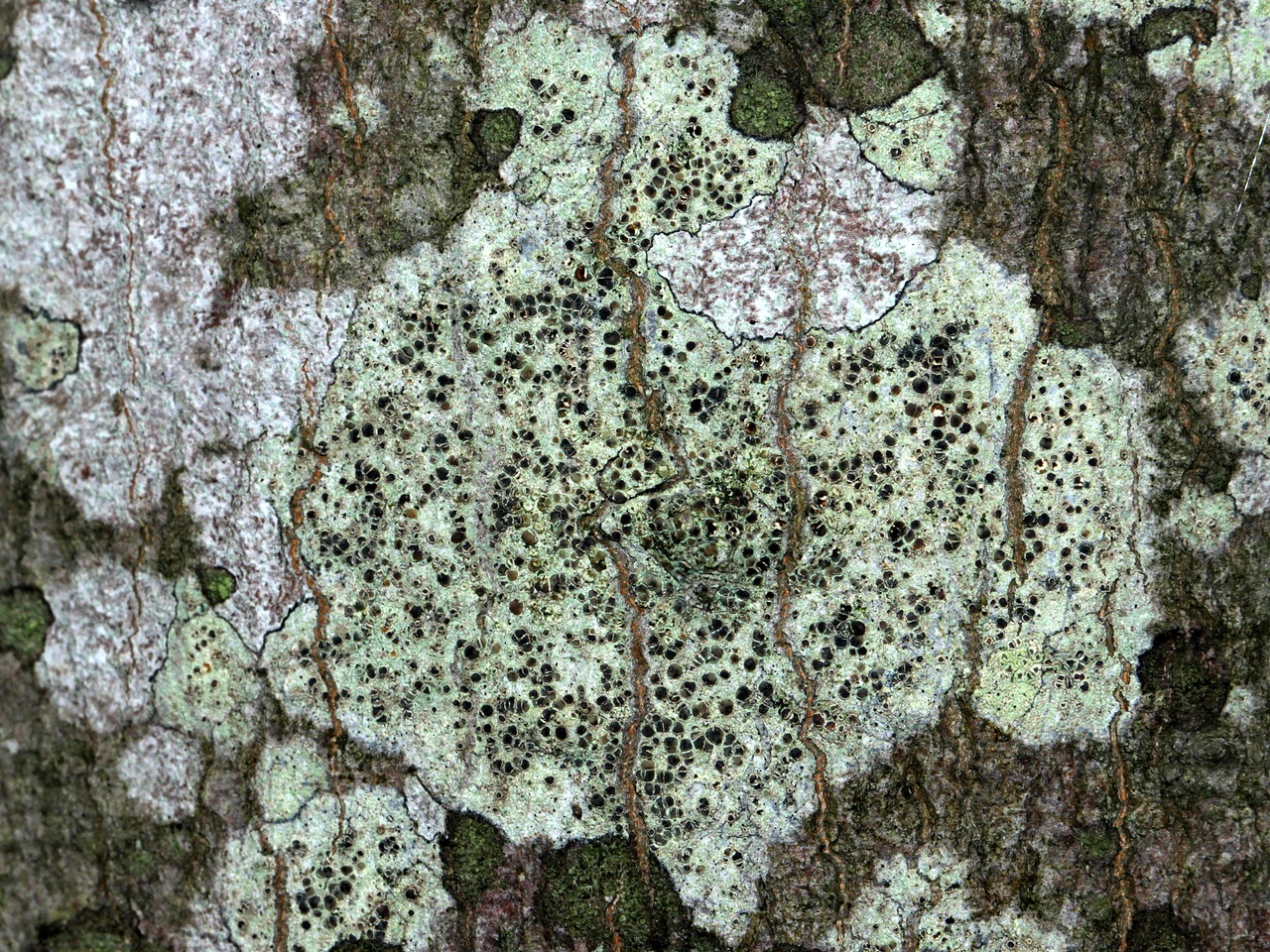 Observation mo-287645, Lecanora mughicola