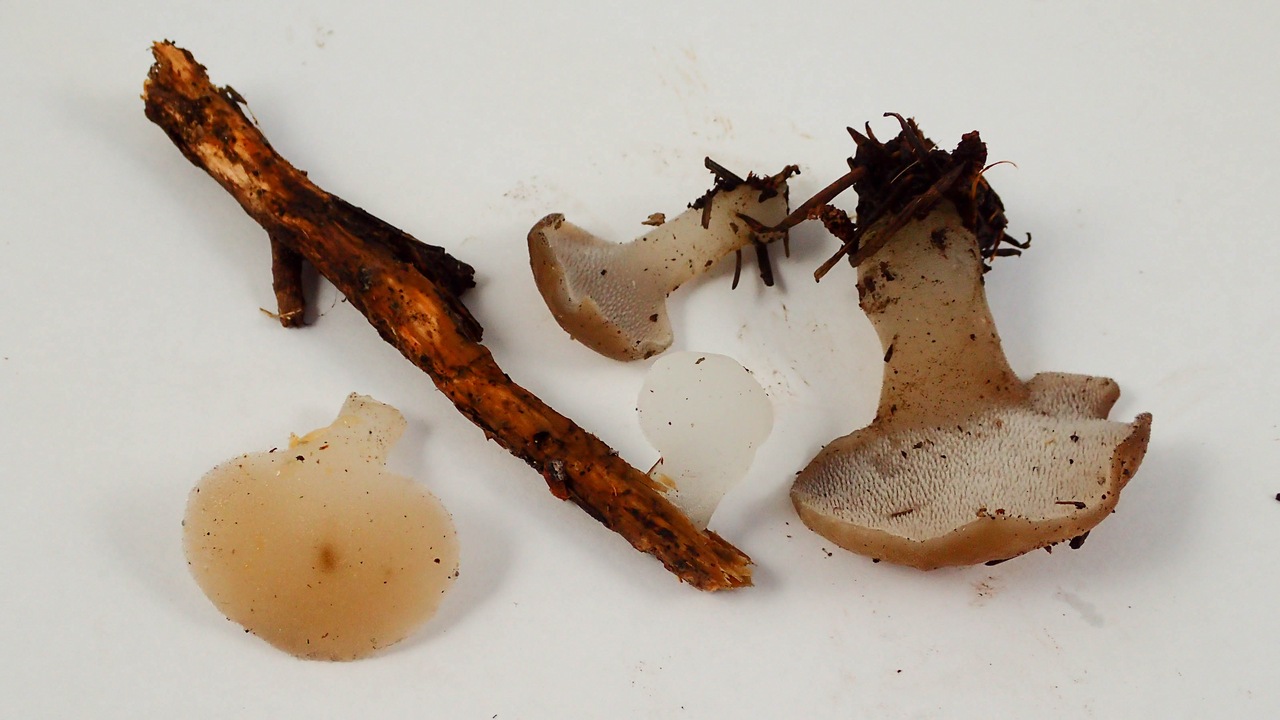 Observation mo-290082, Pseudohydnum gelatinosum