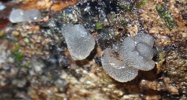 Observation mo-291303, Pseudohydnum gelatinosum
