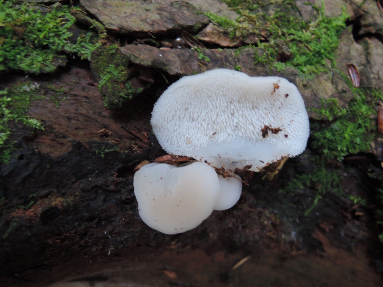 Observation mo-291524, Pseudohydnum gelatinosum