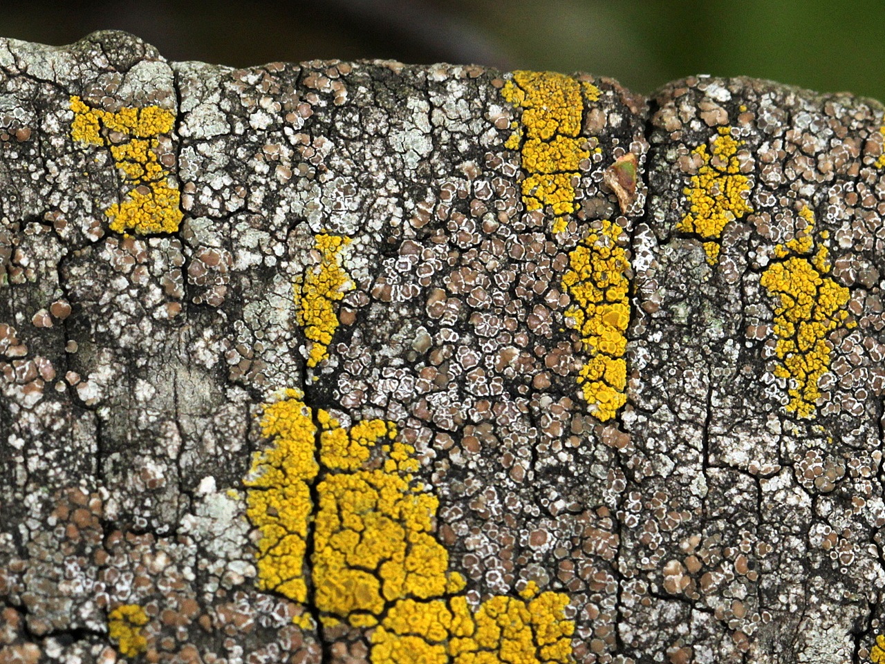 Observation mo-291967, Lecanora dispersa
