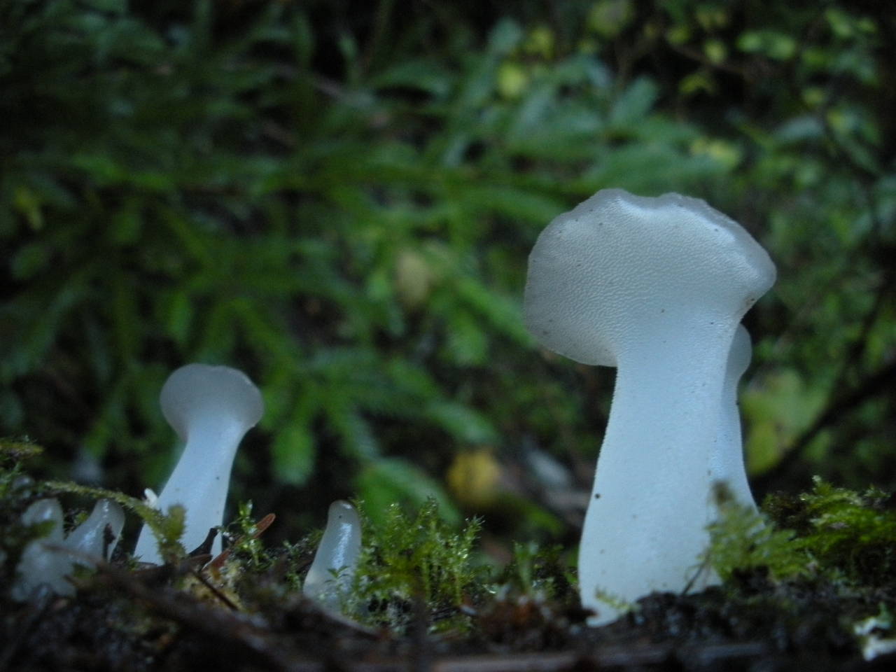 Observation mo-29462, Pseudohydnum gelatinosum