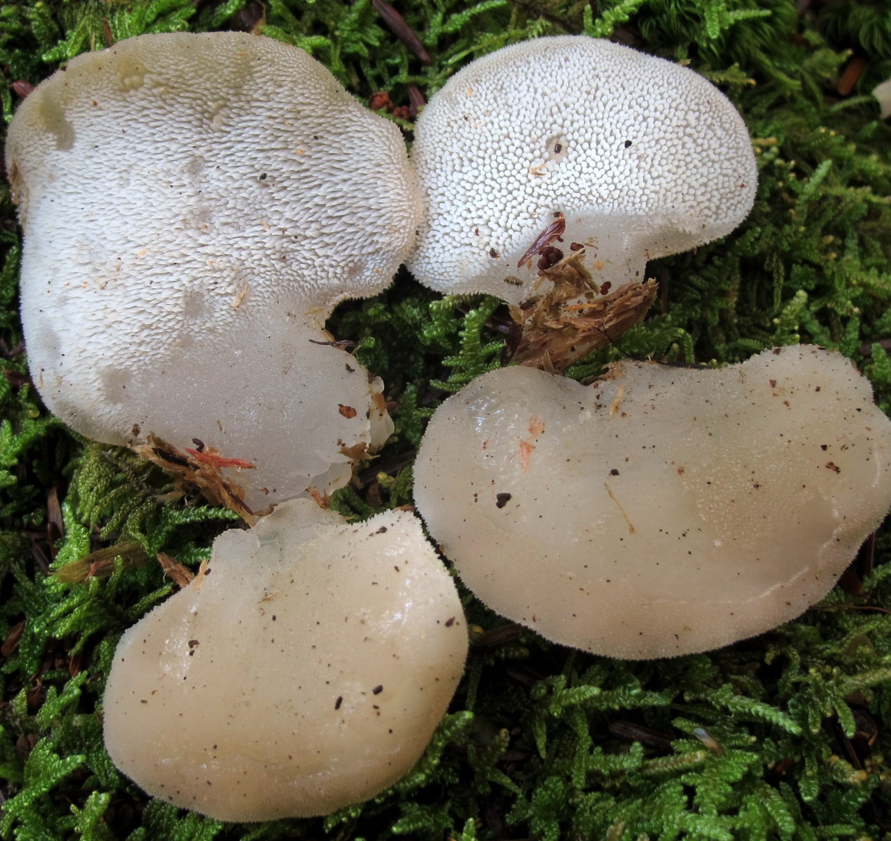 Observation mo-295031, Pseudohydnum gelatinosum