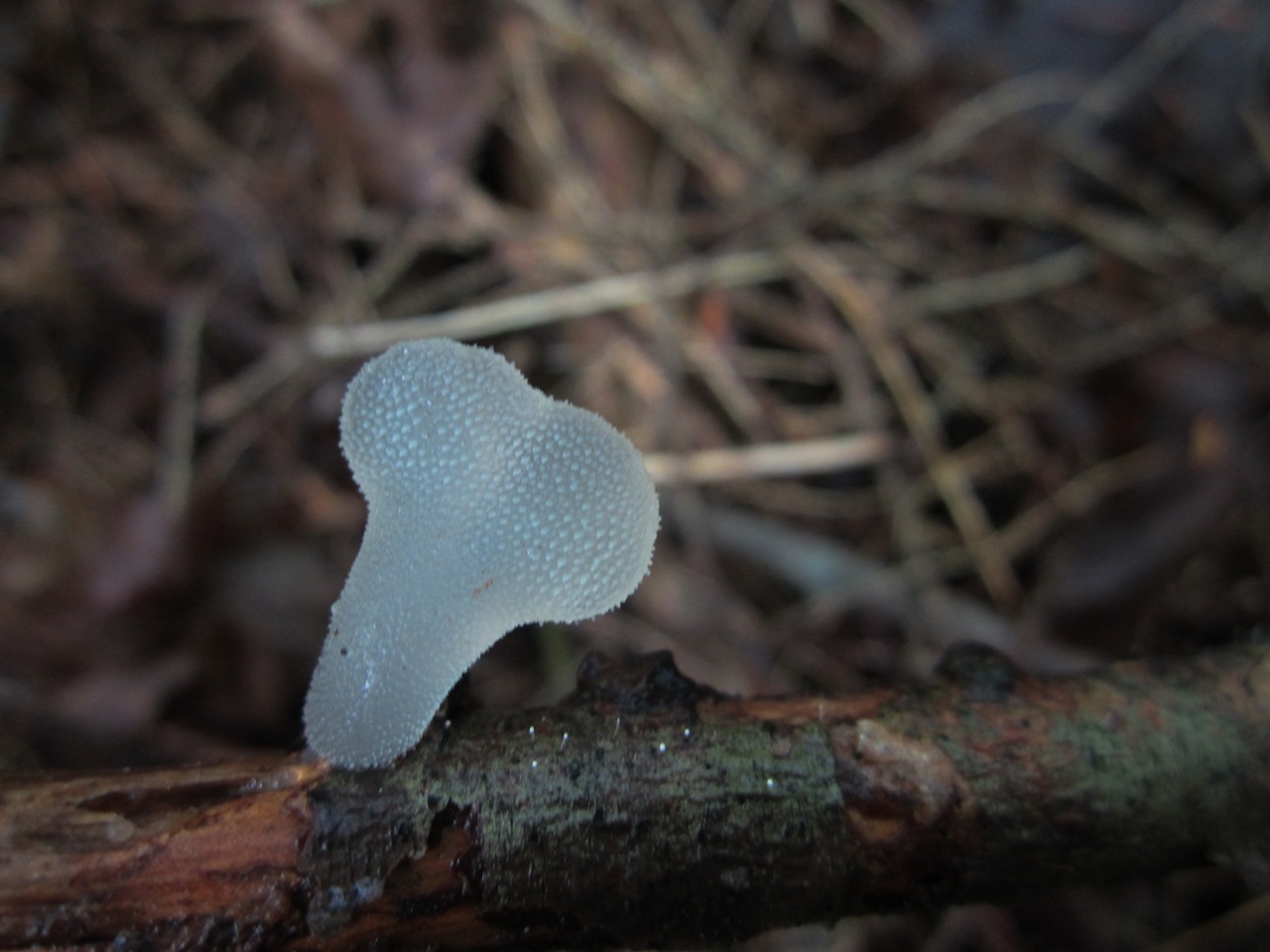 Observation mo-295268, Pseudohydnum gelatinosum