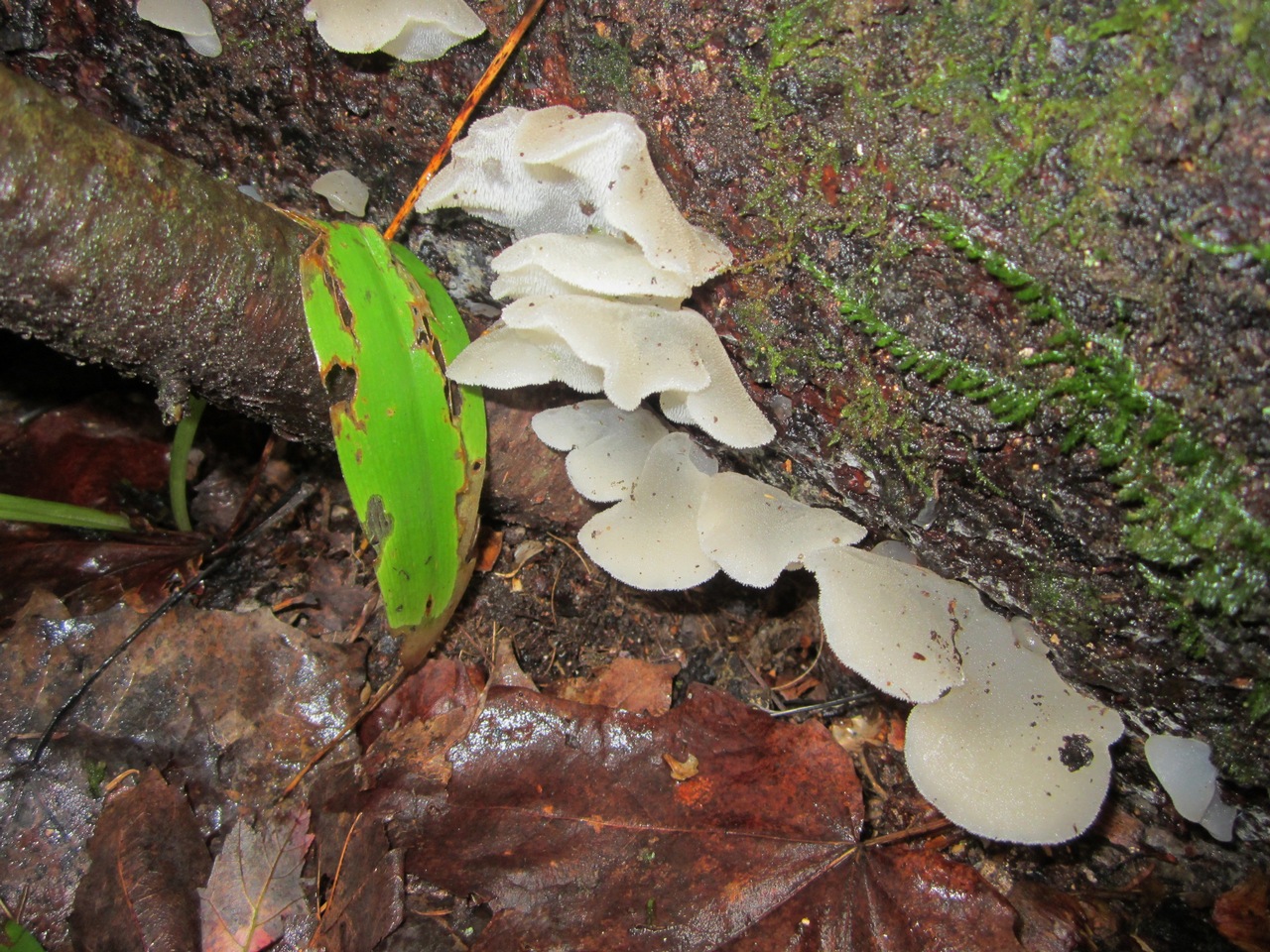 Observation mo-295269, Pseudohydnum gelatinosum