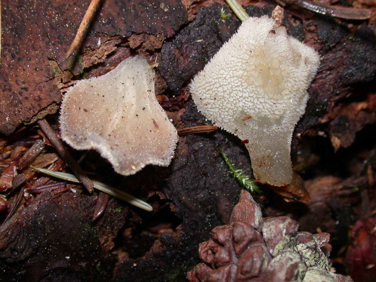 Observation mo-2954, Pseudohydnum gelatinosum