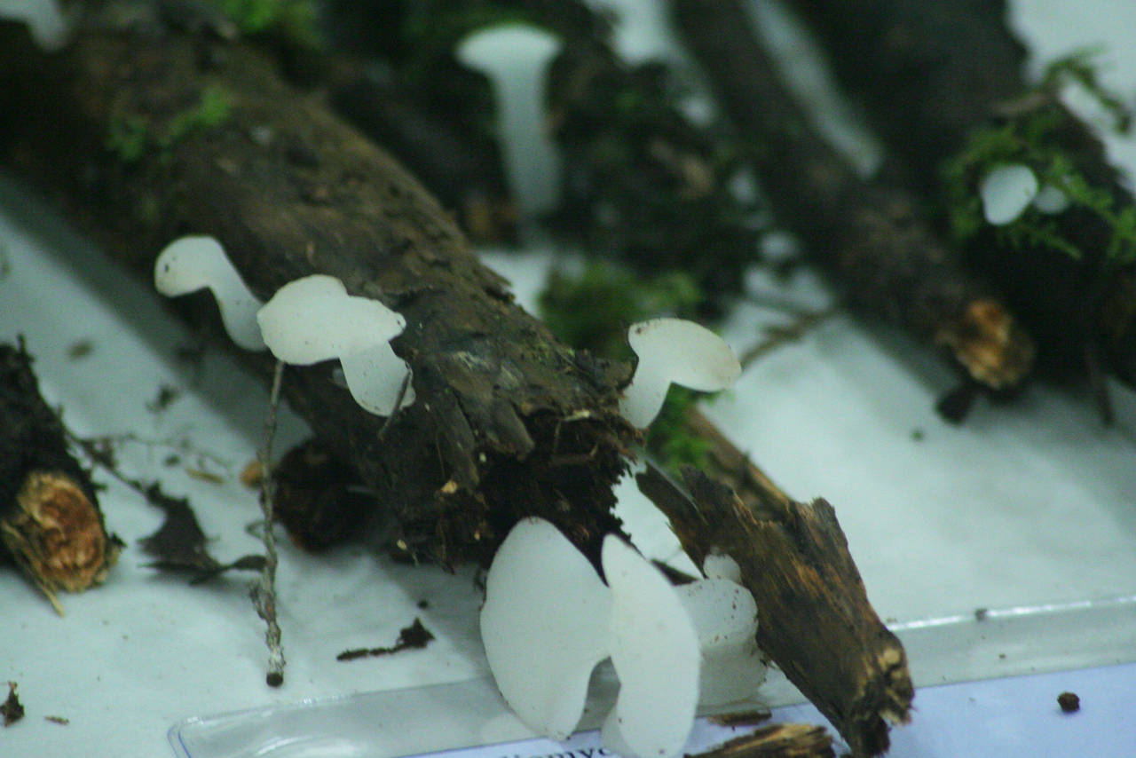 Observation mo-29685, Pseudohydnum gelatinosum