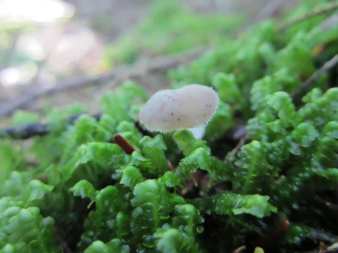 Observation mo-297952, Pseudohydnum gelatinosum