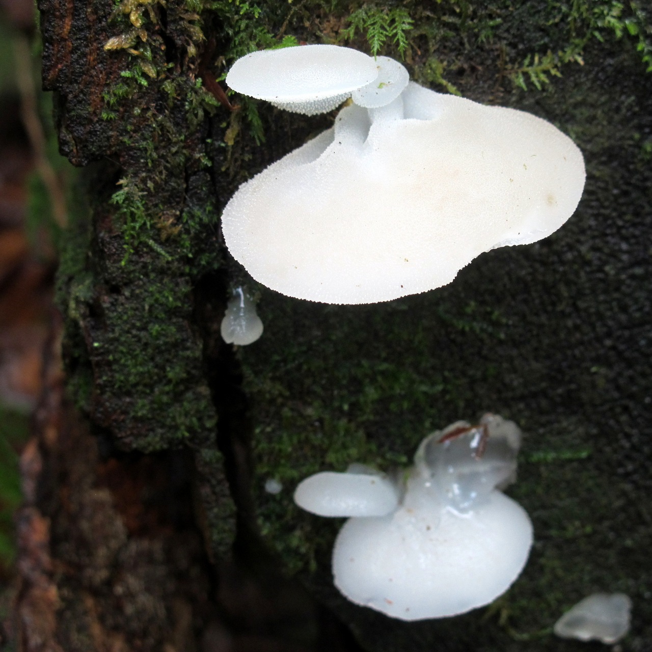 Observation mo-298080, Pseudohydnum gelatinosum