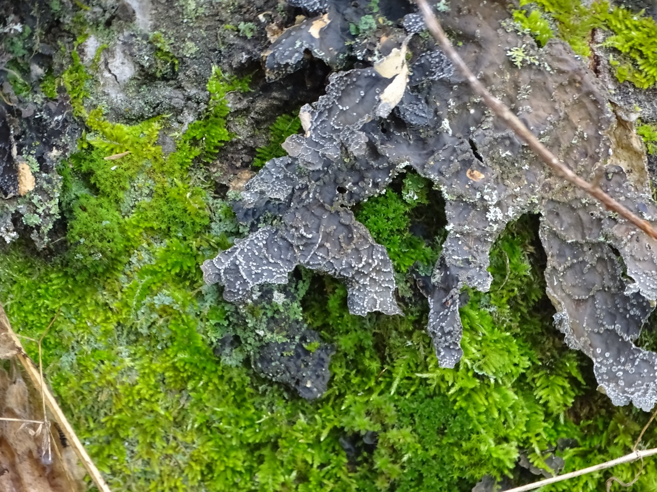 Observation mo-298211, Lobaria anomala