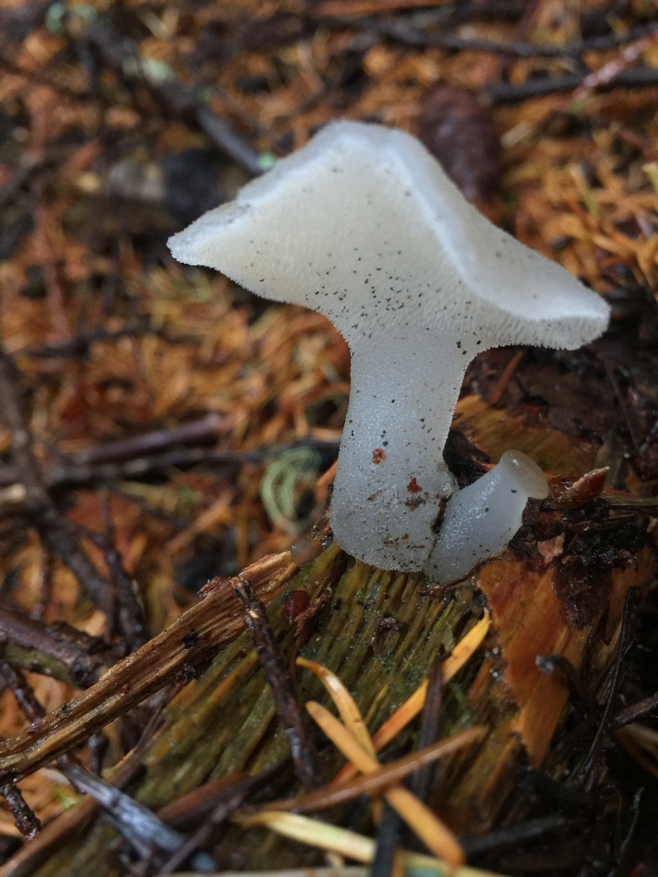 Observation mo-299041, Pseudohydnum gelatinosum