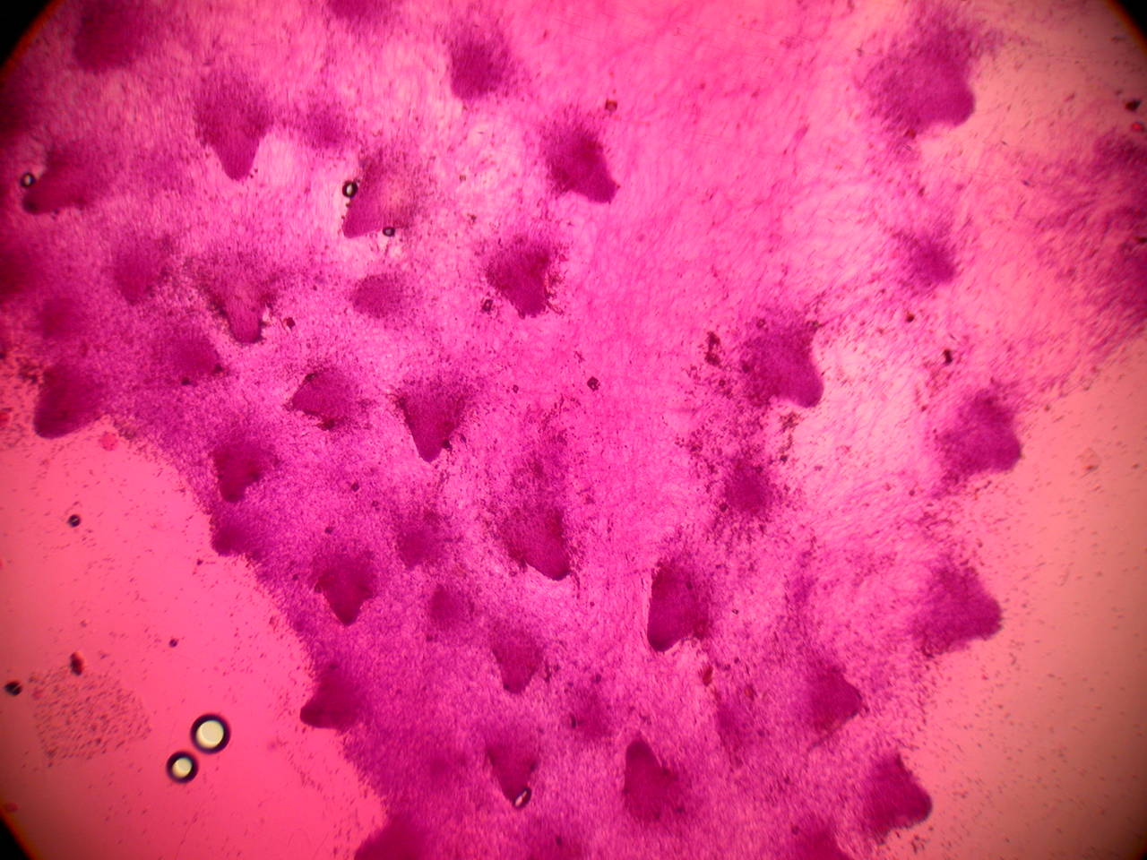 Observation mo-29916, Pseudohydnum gelatinosum