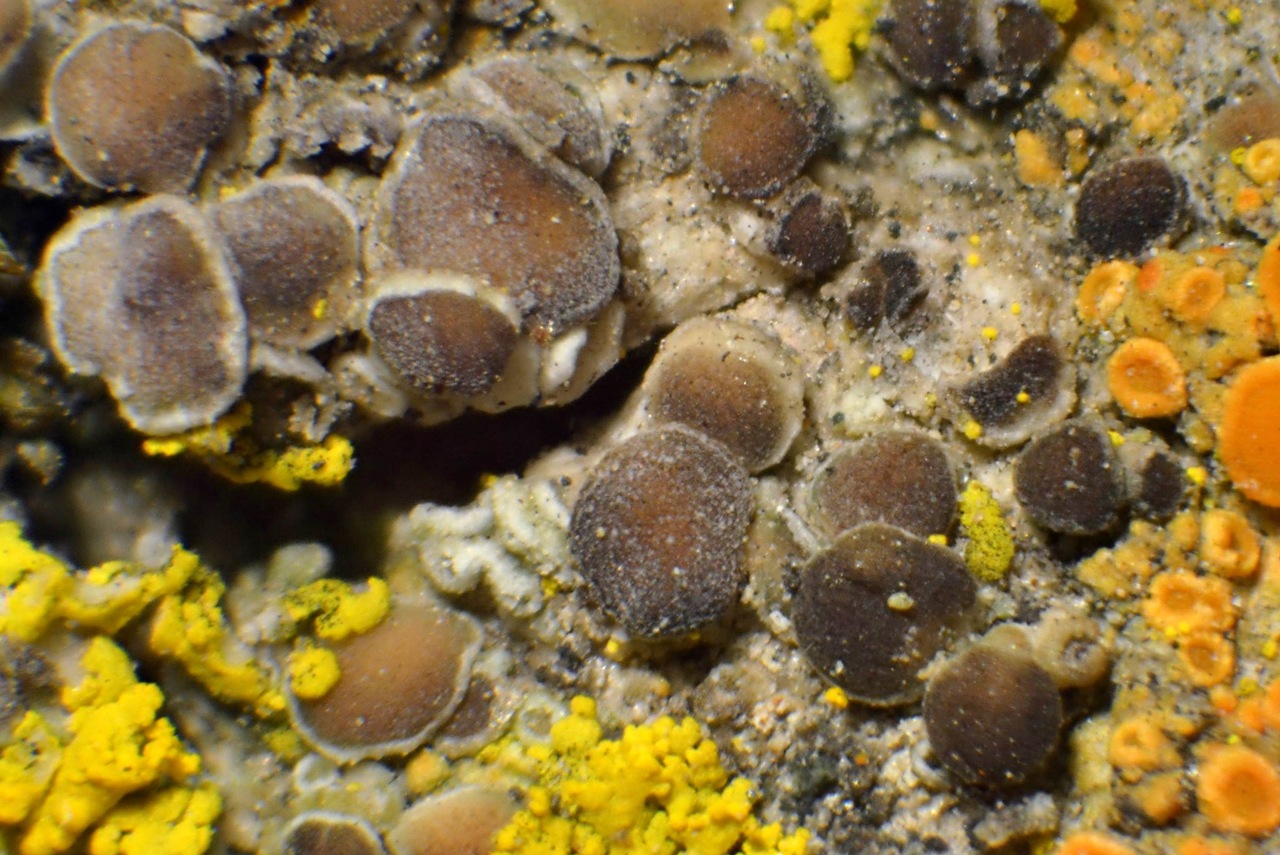 Observation mo-299440, Lecania fuscella