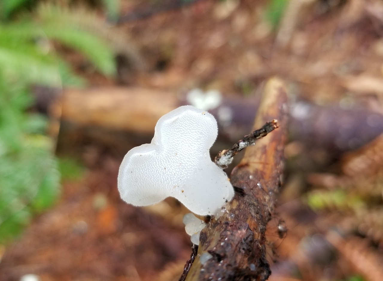 Observation mo-299853, Pseudohydnum gelatinosum