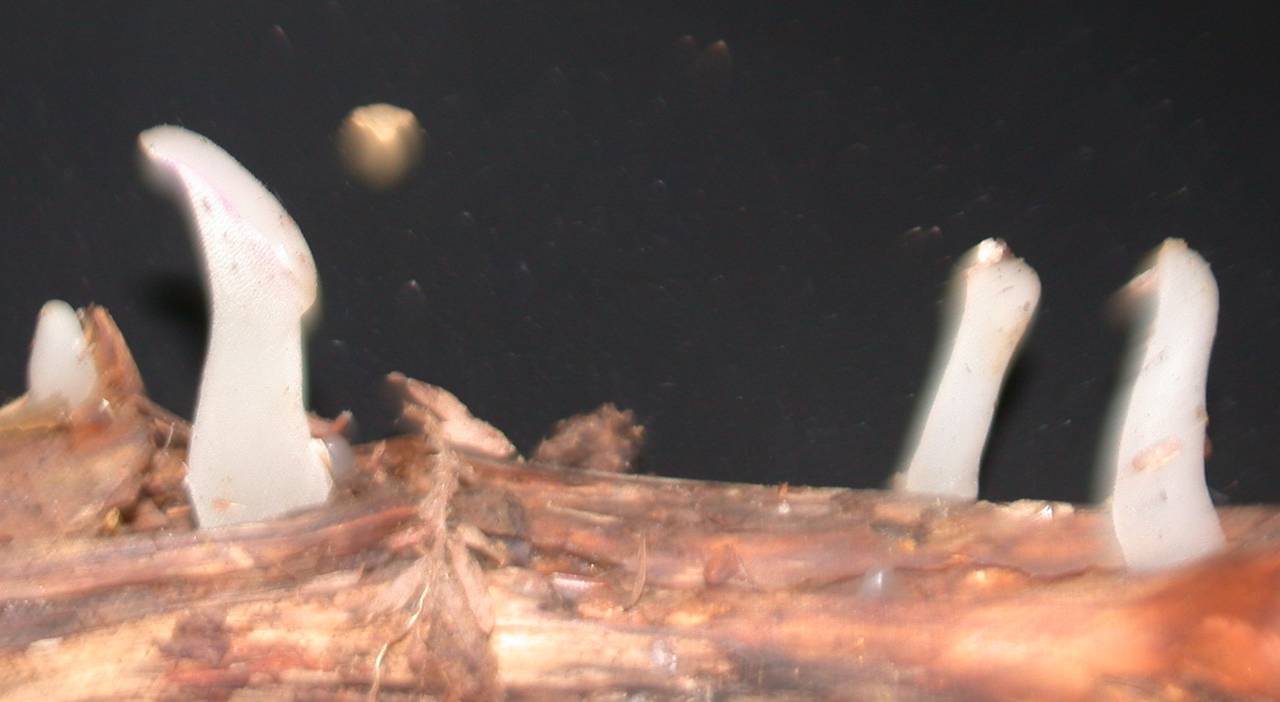 Observation mo-30035, Pseudohydnum gelatinosum