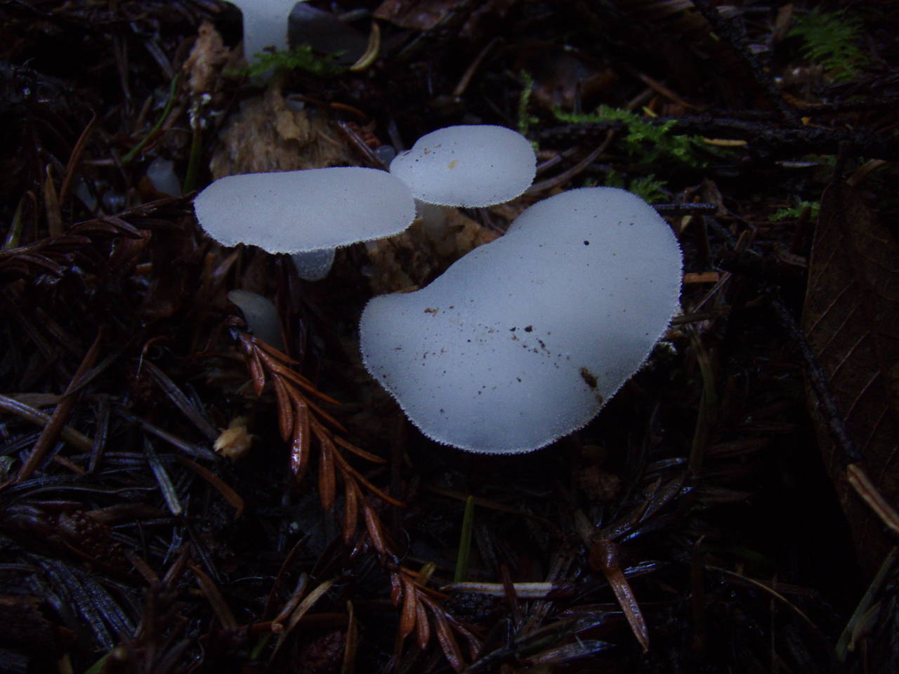 Observation mo-30038, Pseudohydnum gelatinosum