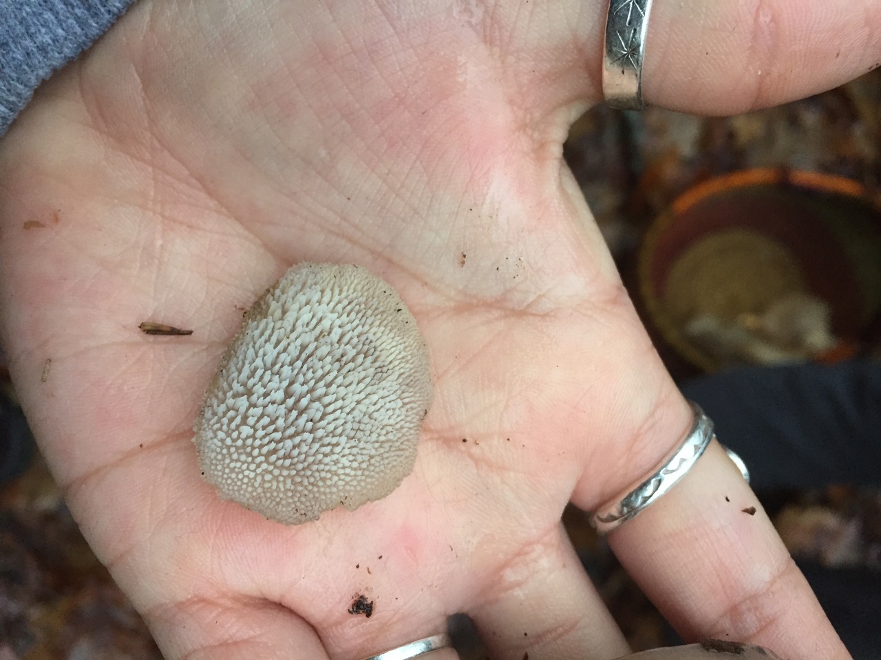 Observation mo-300837, Pseudohydnum gelatinosum