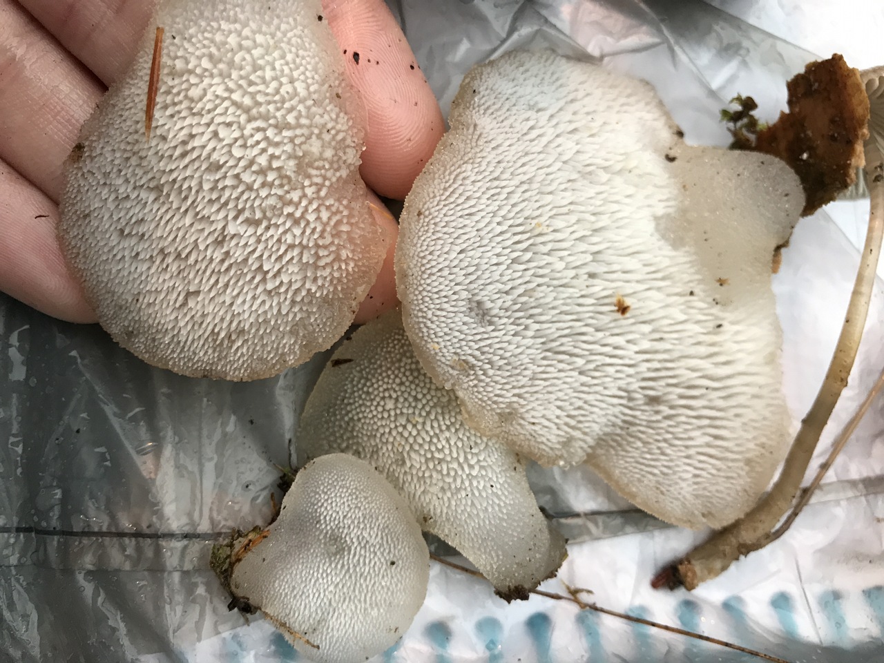 Observation mo-300842, Pseudohydnum gelatinosum